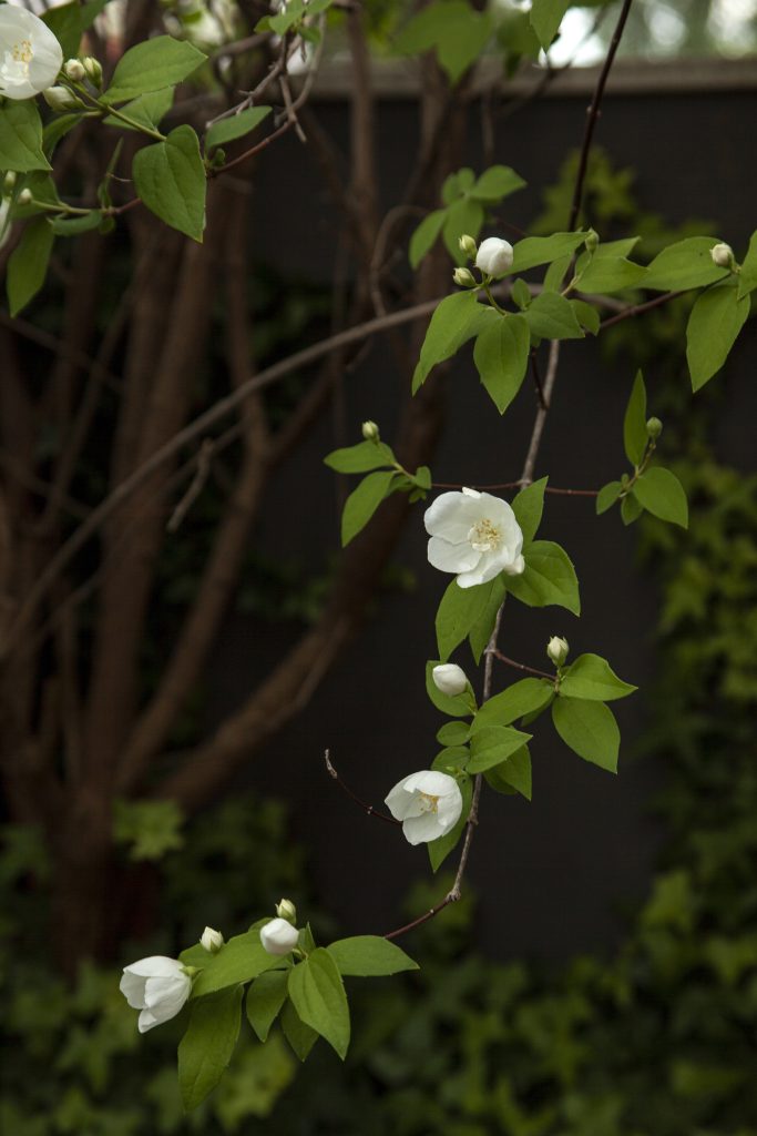 Celinda, planta con flor blanca